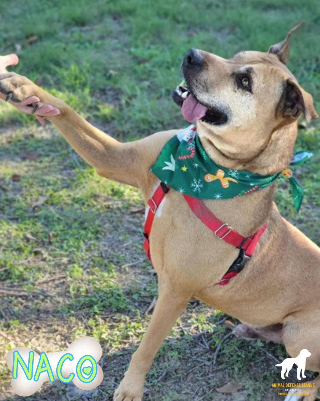 dog shaking paw with person