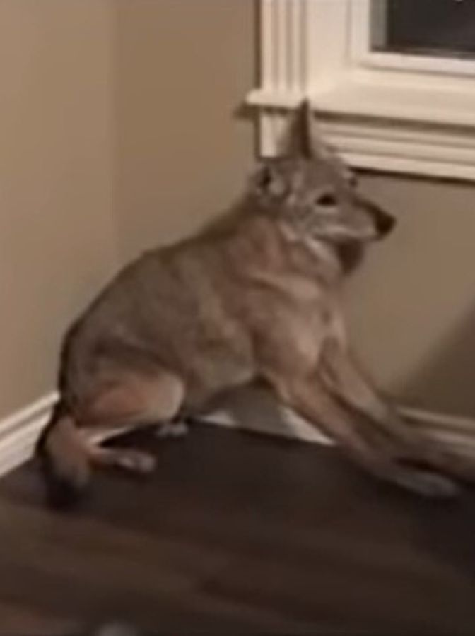 dog sitting in corner