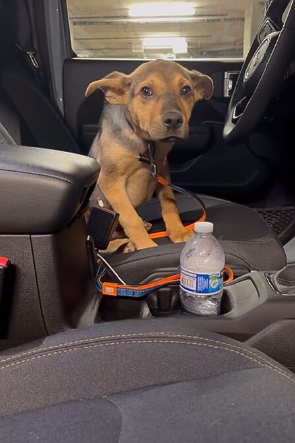dog sitting on drivers seat