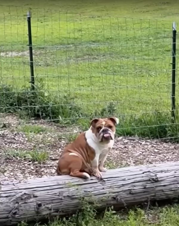 dog sitting on log