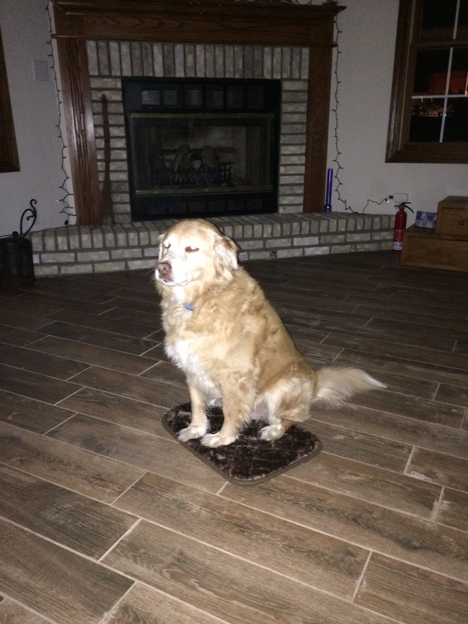 dog sitting on small bed