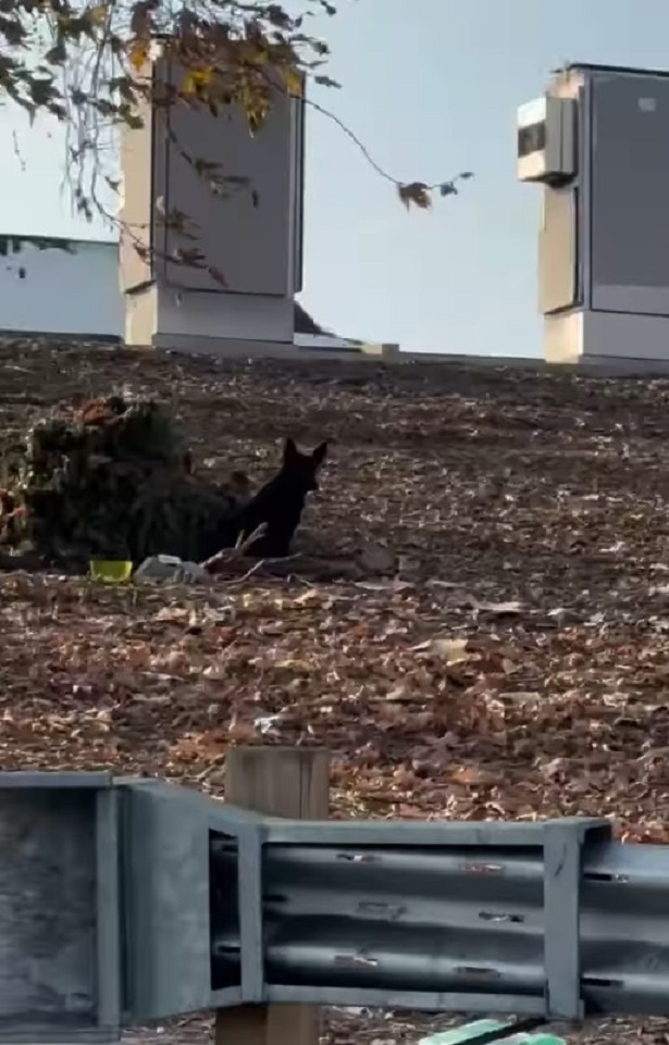 dog sitting outside