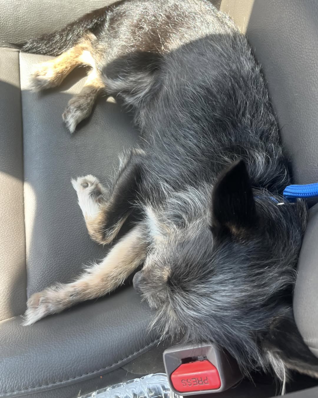 dog sleeping in car