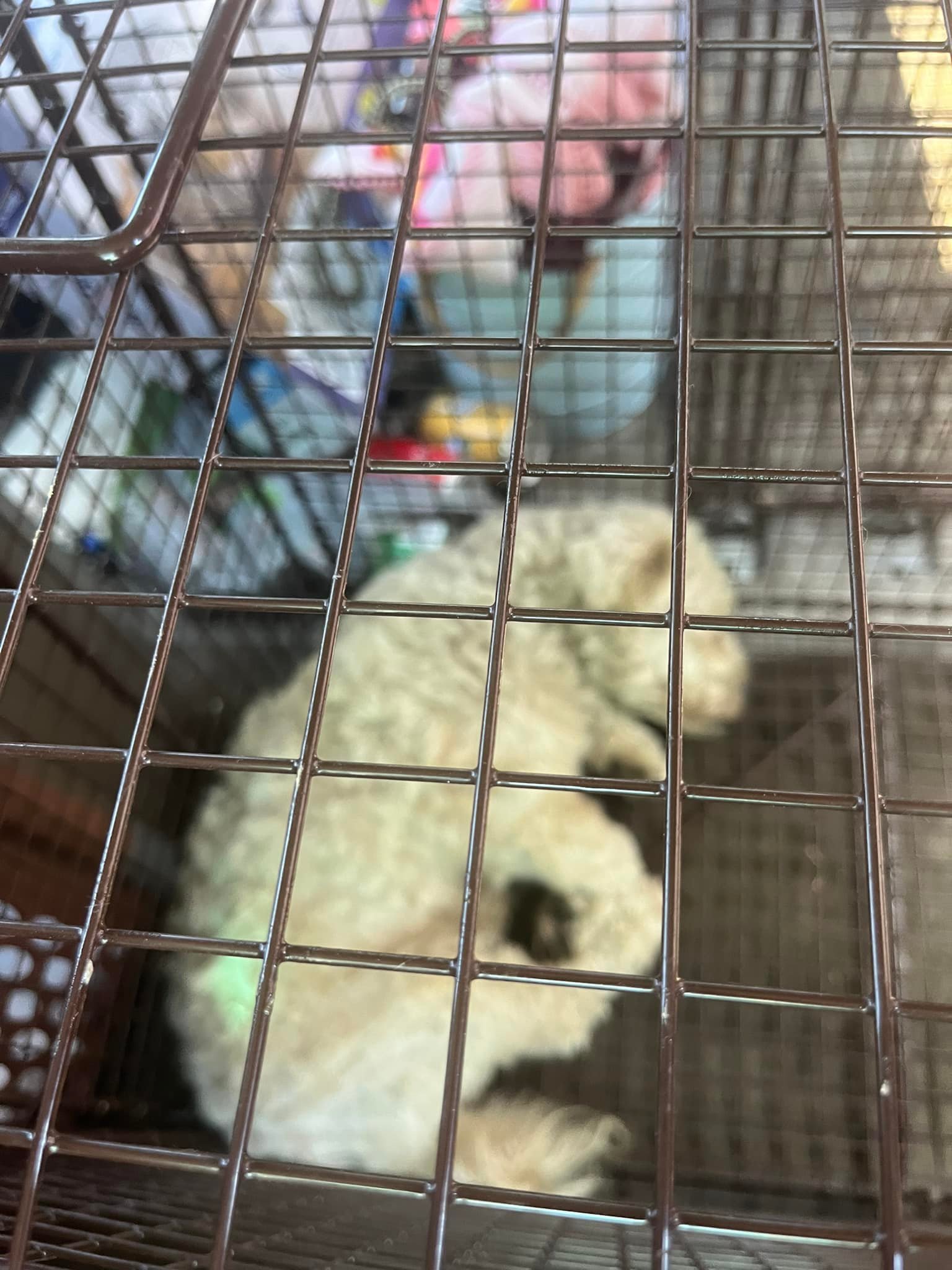 dog sleeping in crate 