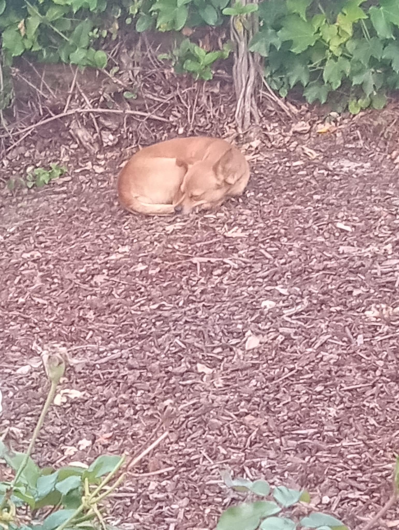 dog sleeping in forest