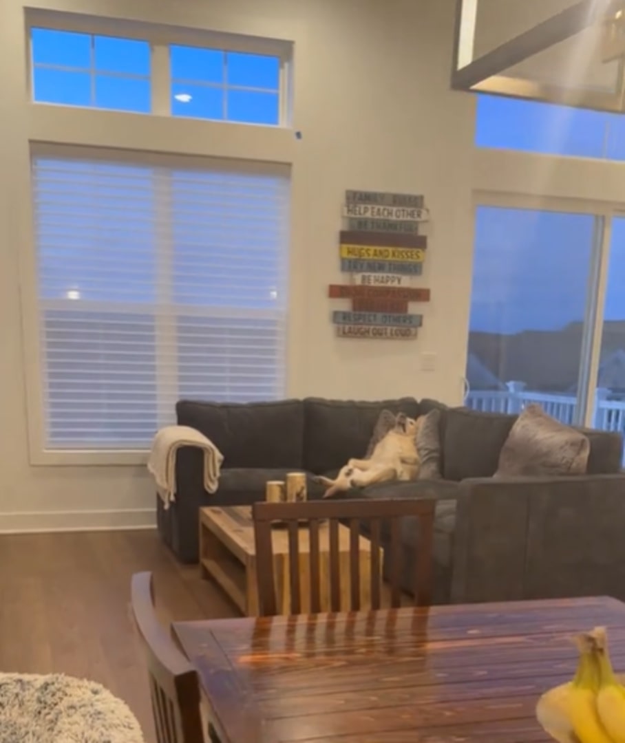 dog sleeping on couch