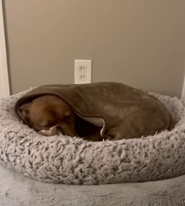 dog sleeping under blanket