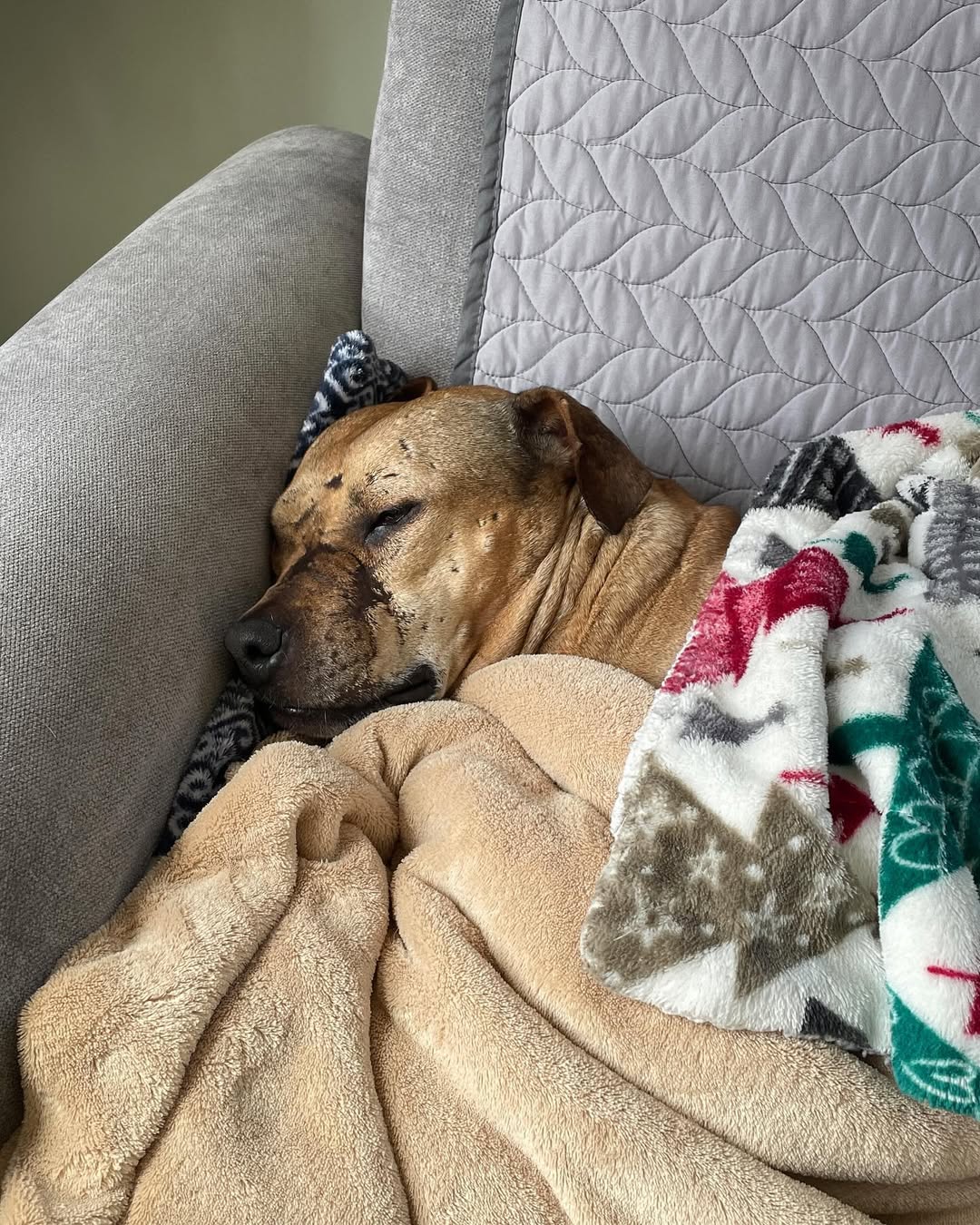 dog sleeping under the blanket