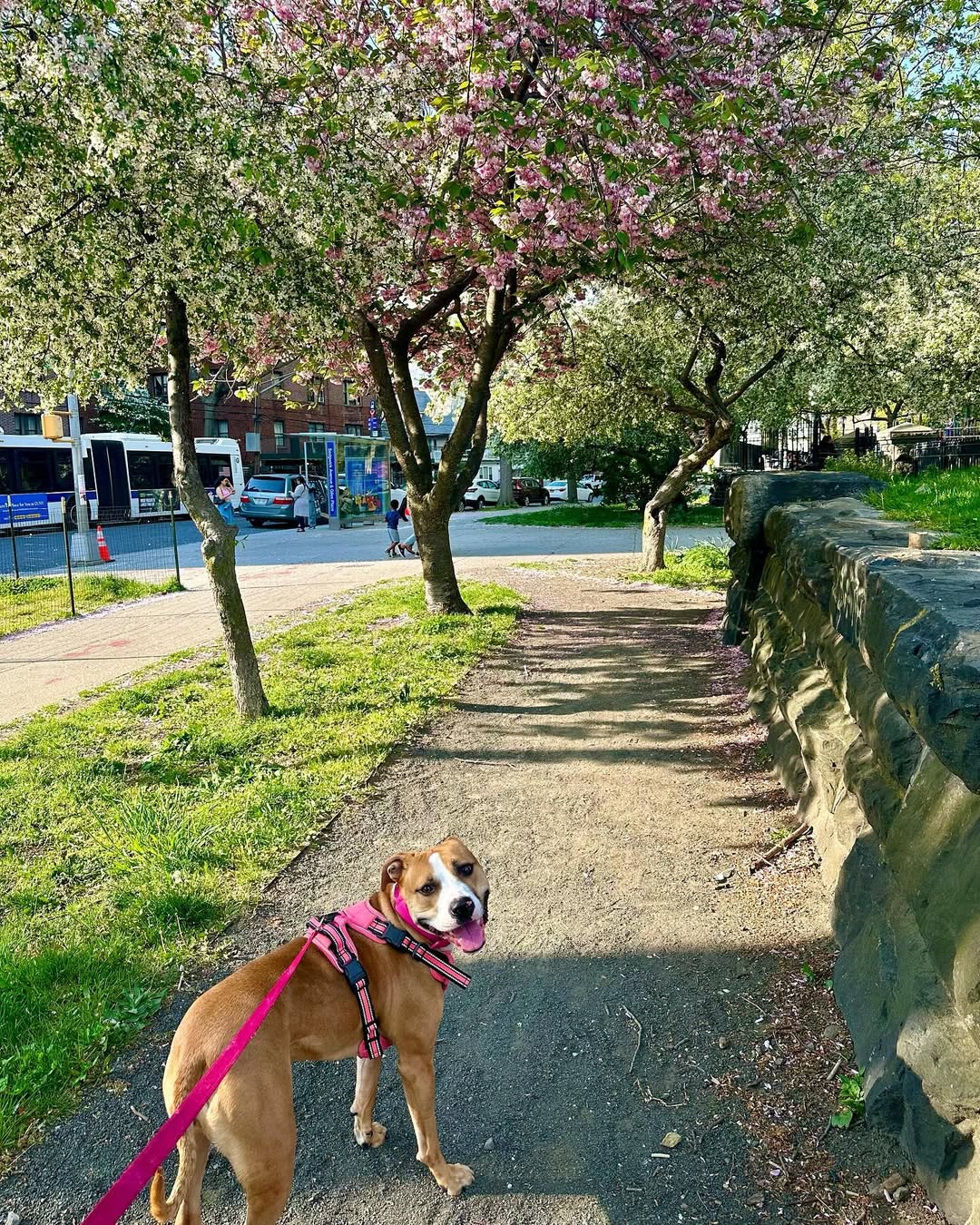 dog smiles on a leash