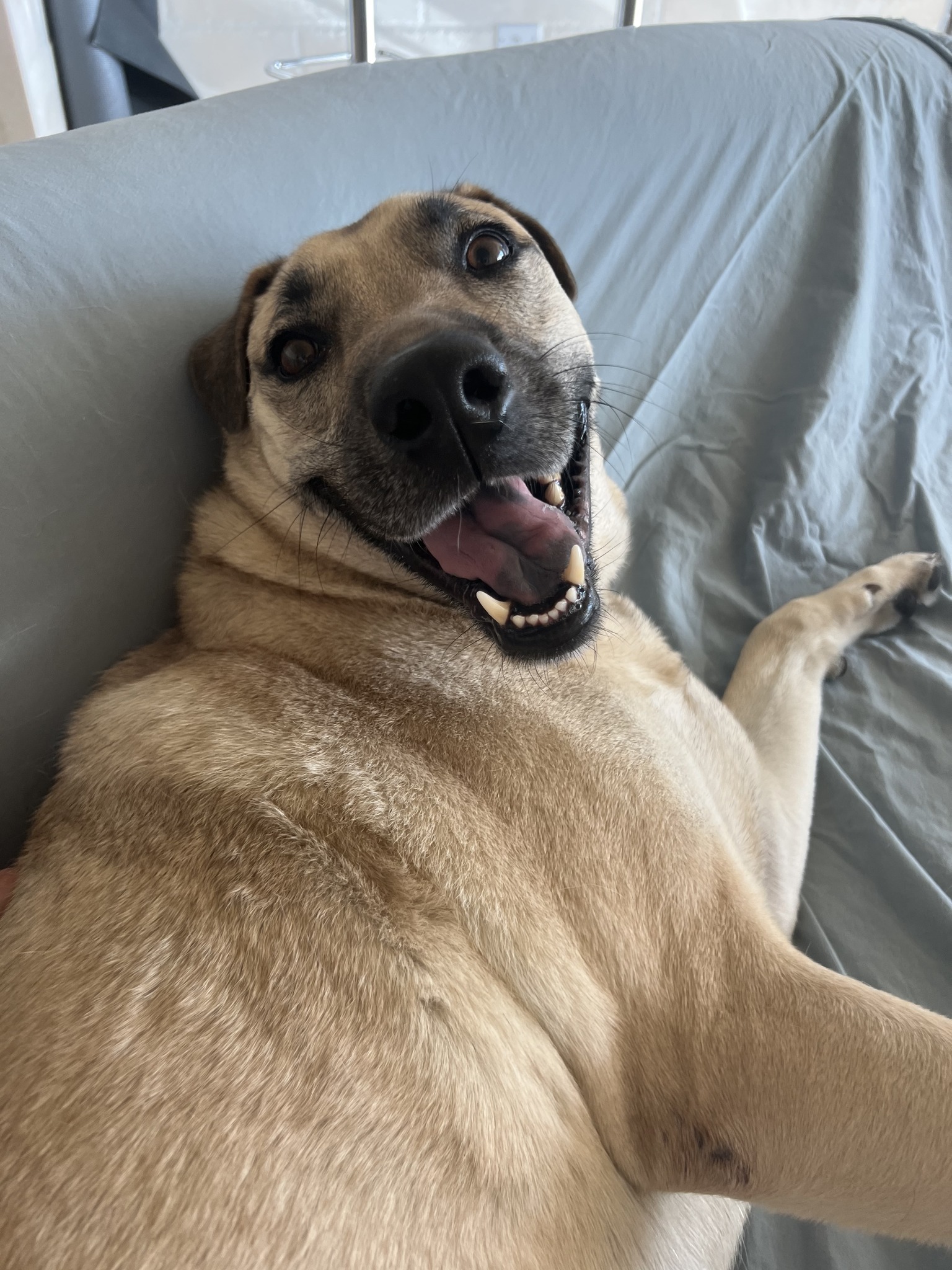 dog smiling