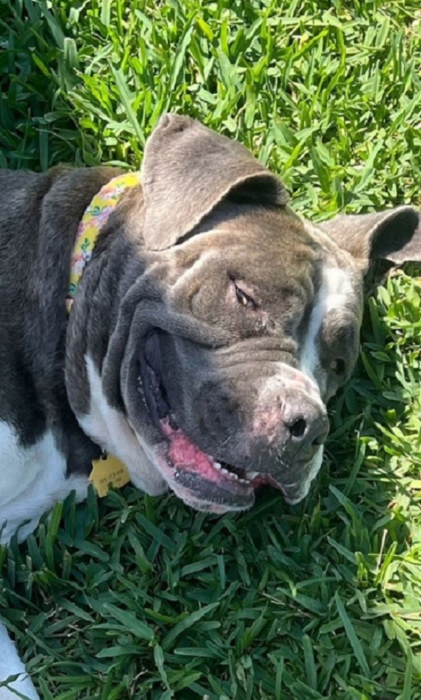 dog smiling on grass 