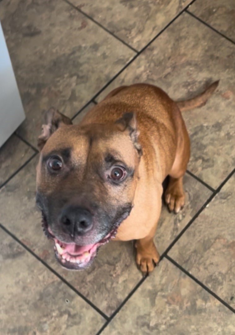 dog smiling