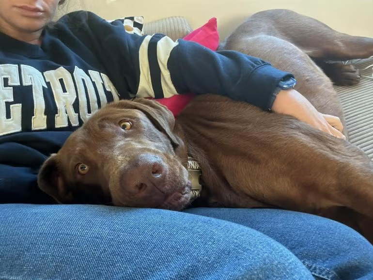 dog snuggling human