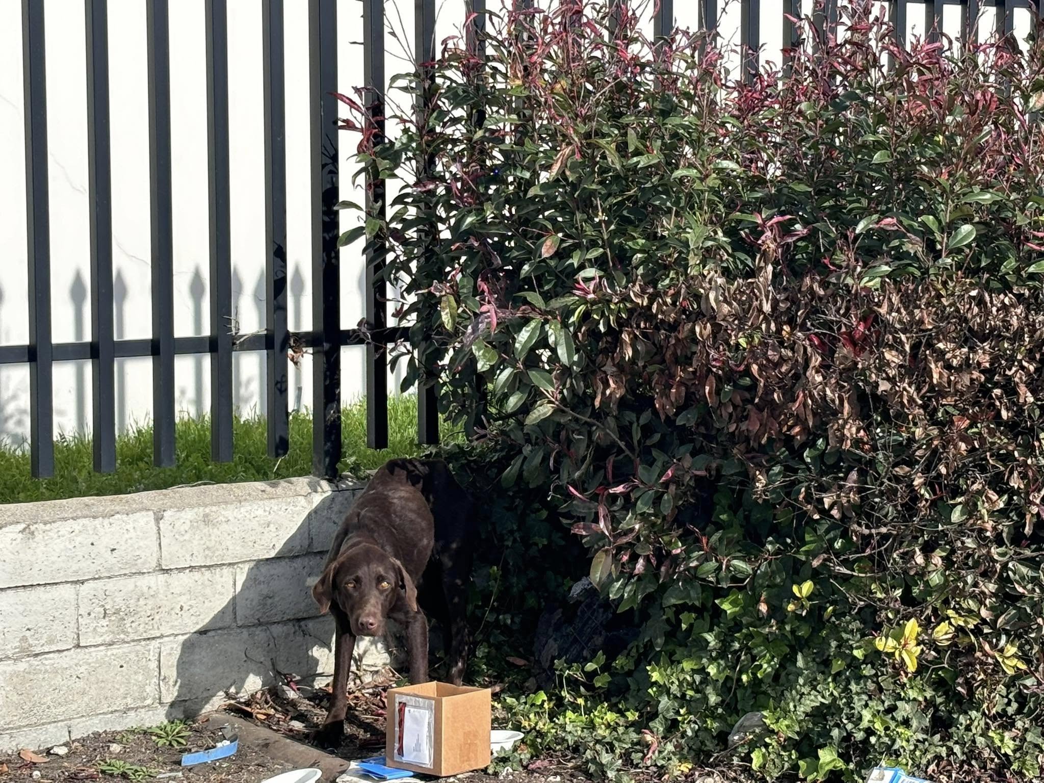 dog standing next to a cardboard box