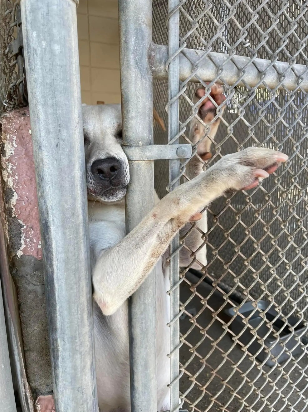 dog sticks his paw out through kennel