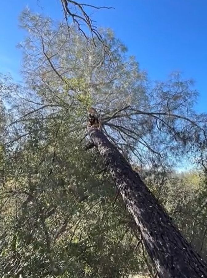 dog stuck on tree
