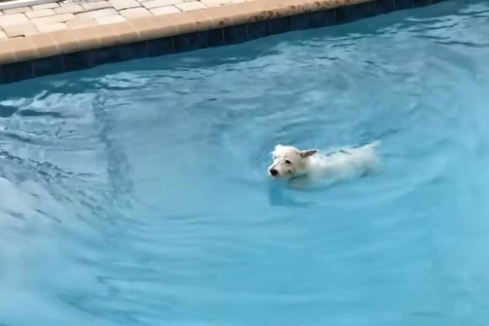 dog swimming