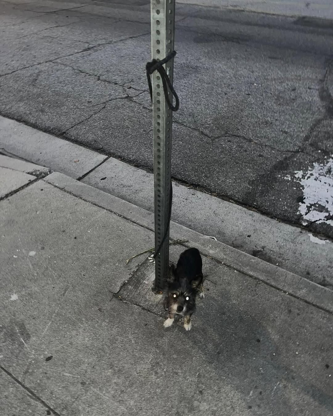 dog tied to post