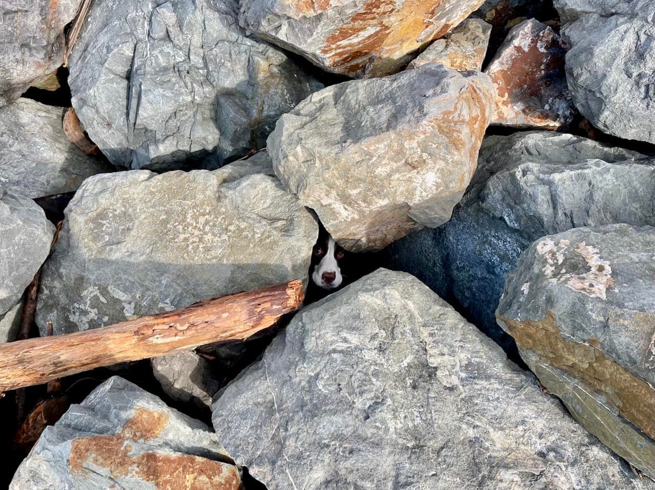 dog trapped between rocks 