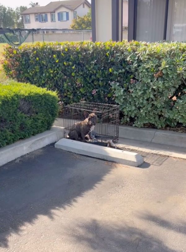 dog trapped in crate 