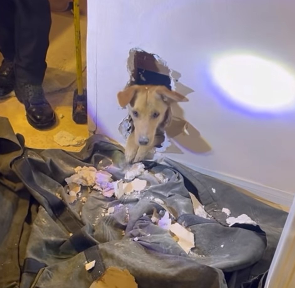 dog trapped in the wall