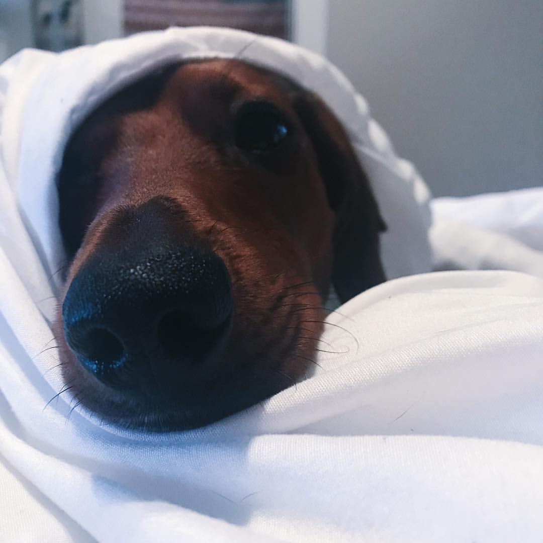 dog under blanket