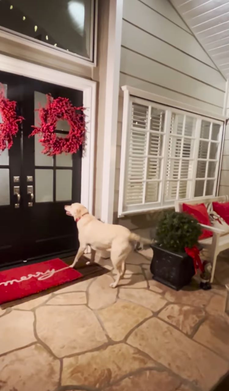 dog waiting at front door