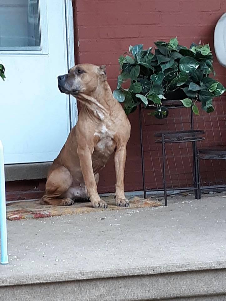 dog waiting at the door