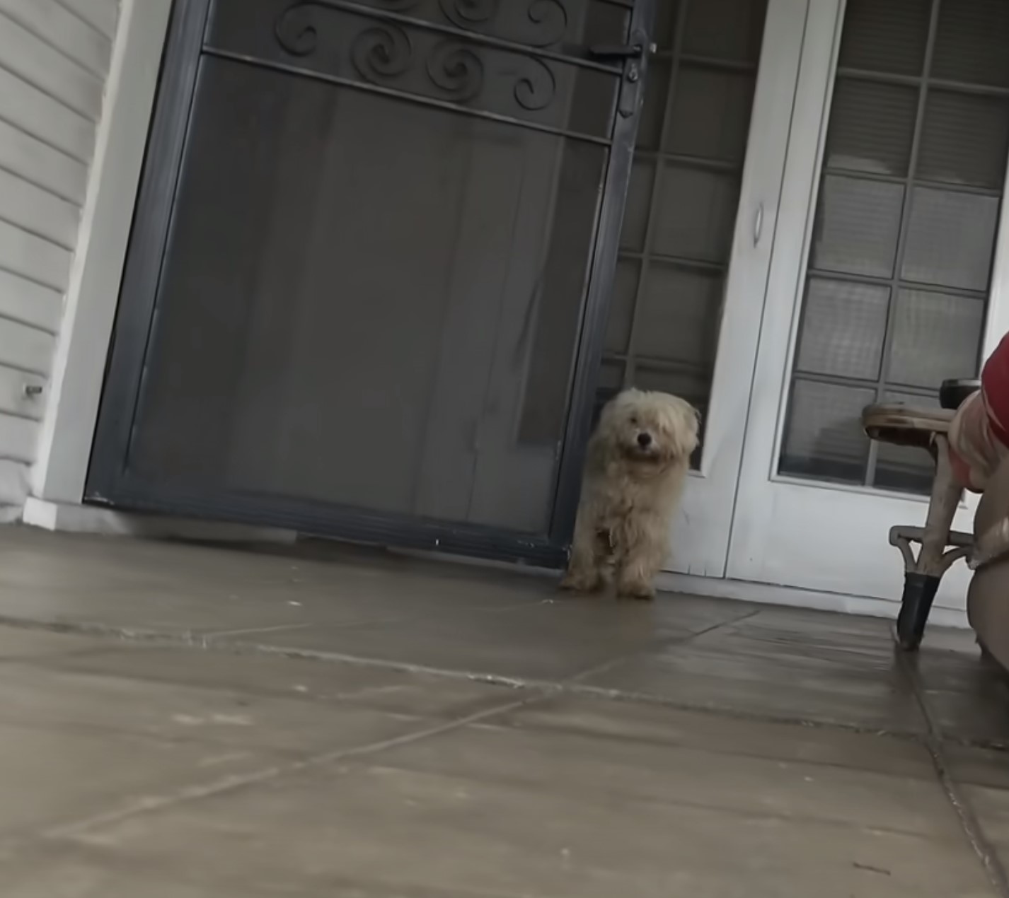 dog waiting on the porch 