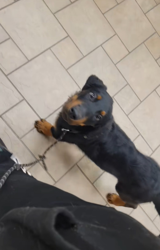 dog walking on leash