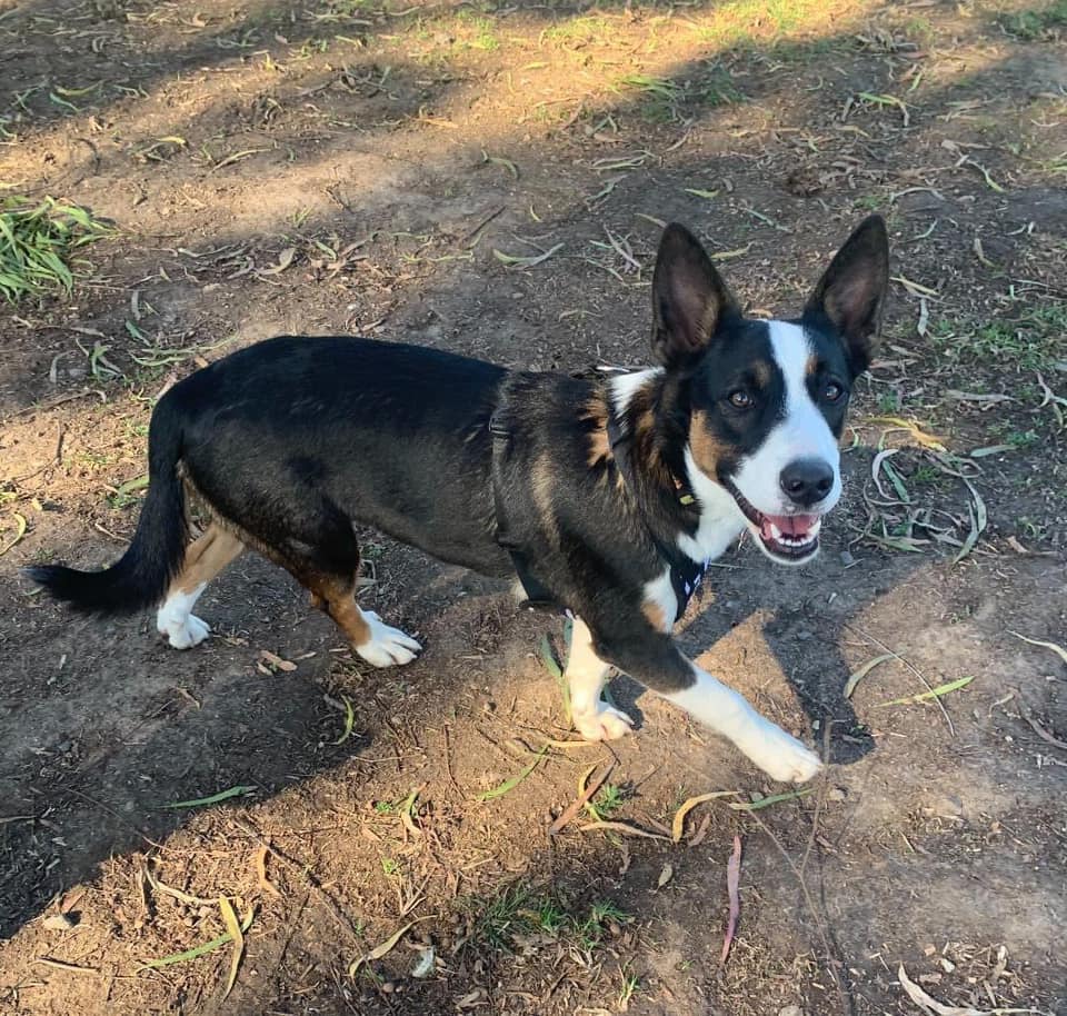 dog walking
