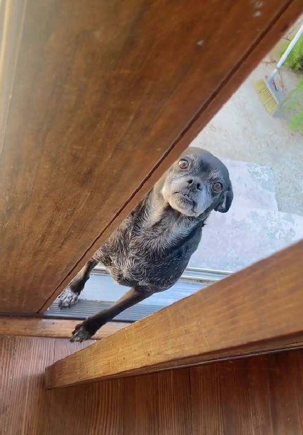 dog wanting to go inside the house