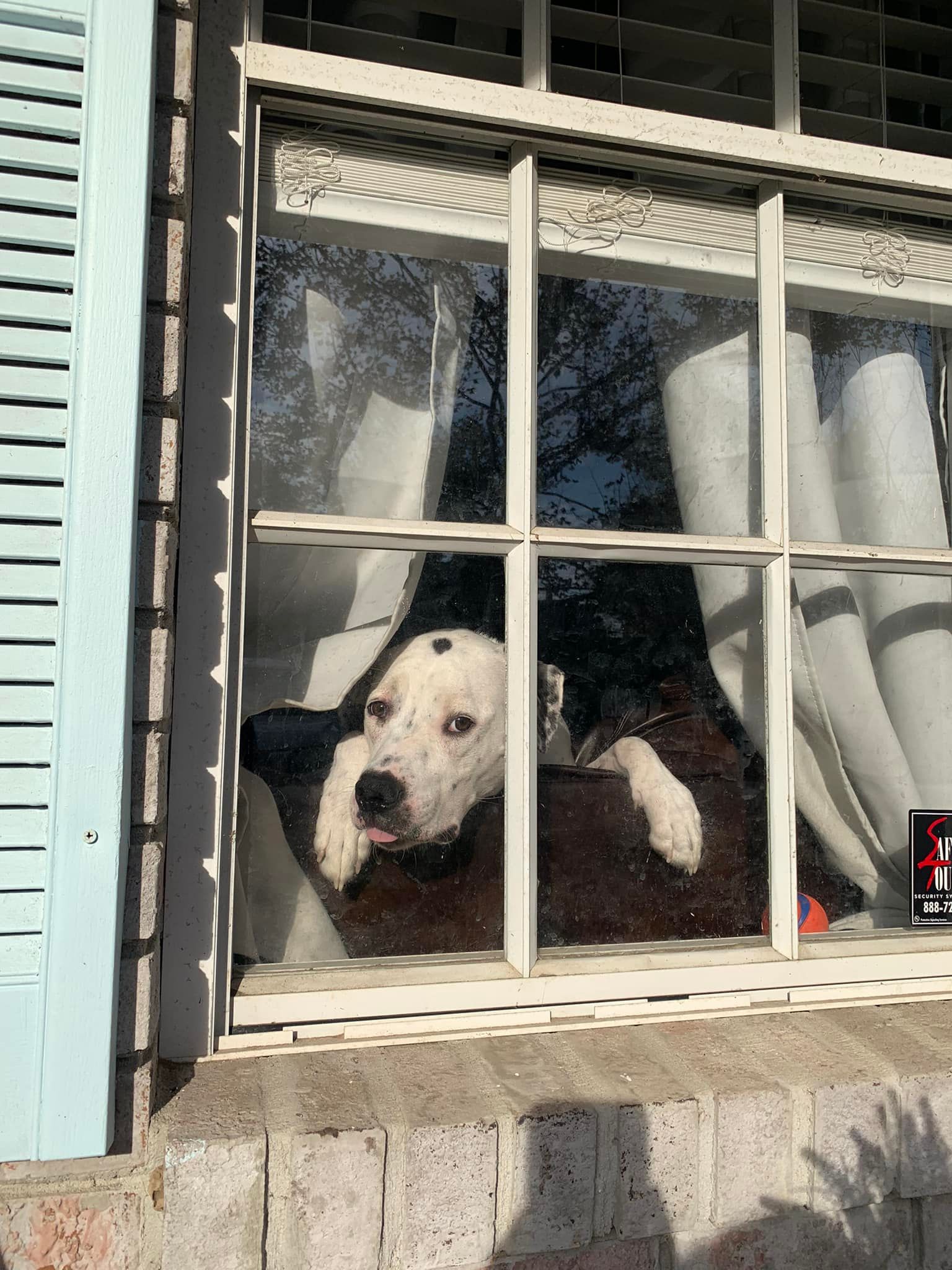 dog watching trough window