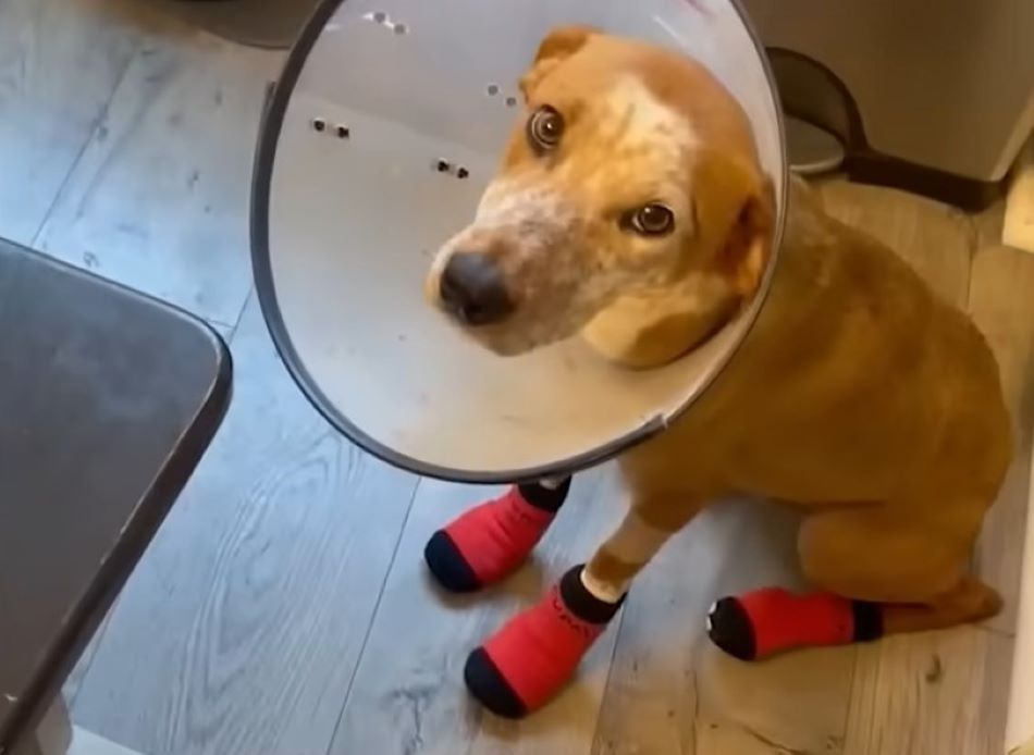 dog with a cone