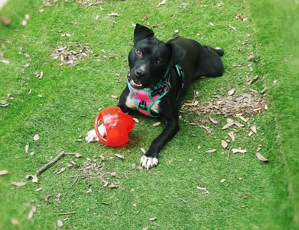 dog with a toy on grass