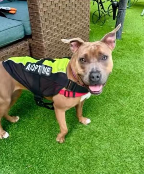 dog with adopt me shirt 