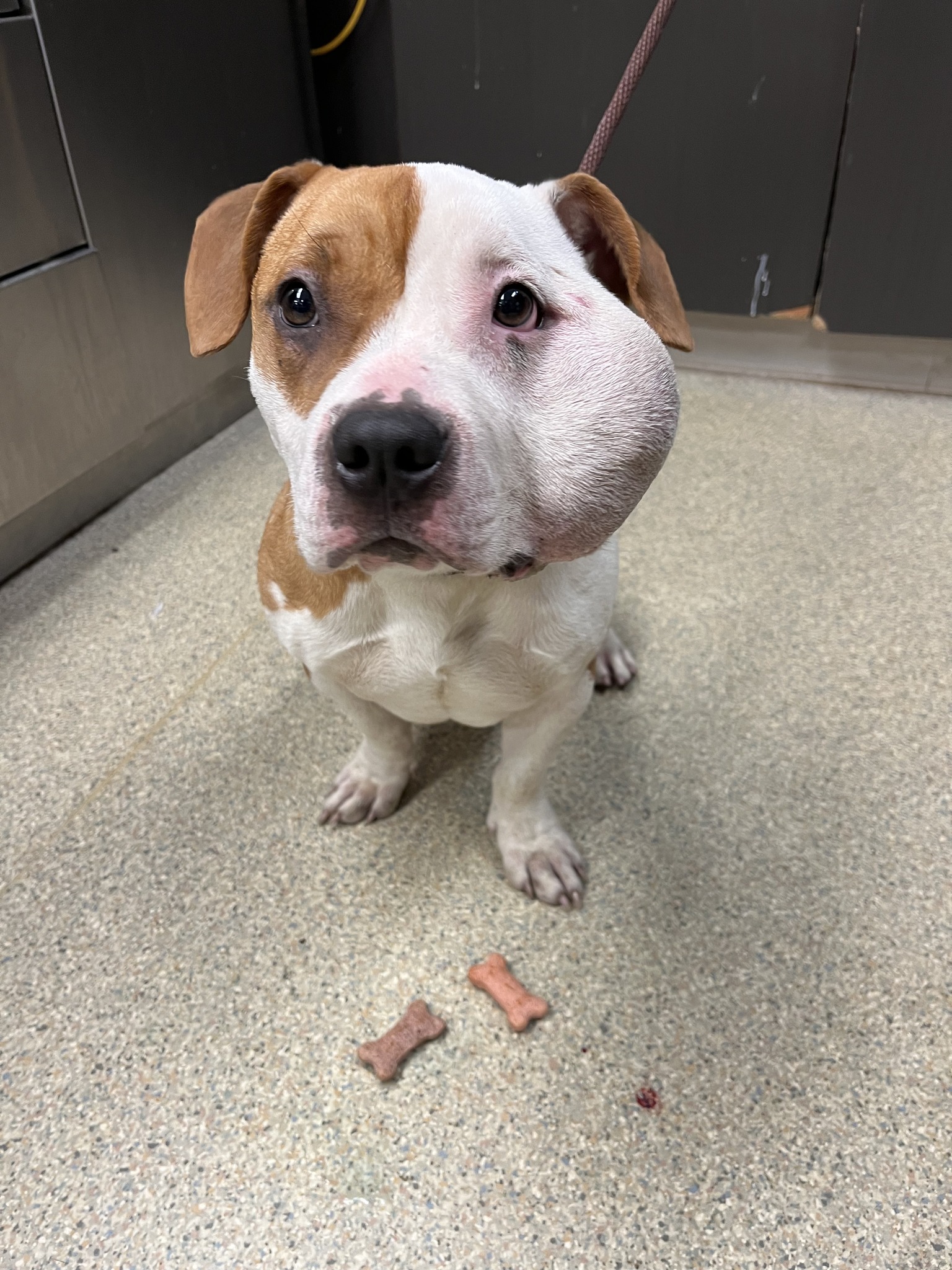 dog with bump on face
