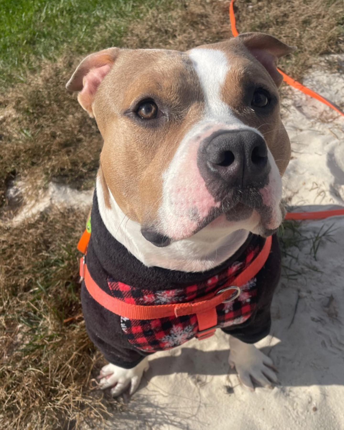 dog with clothes on