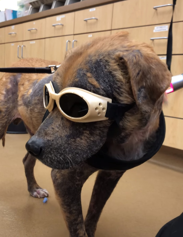 dog with glasses on 