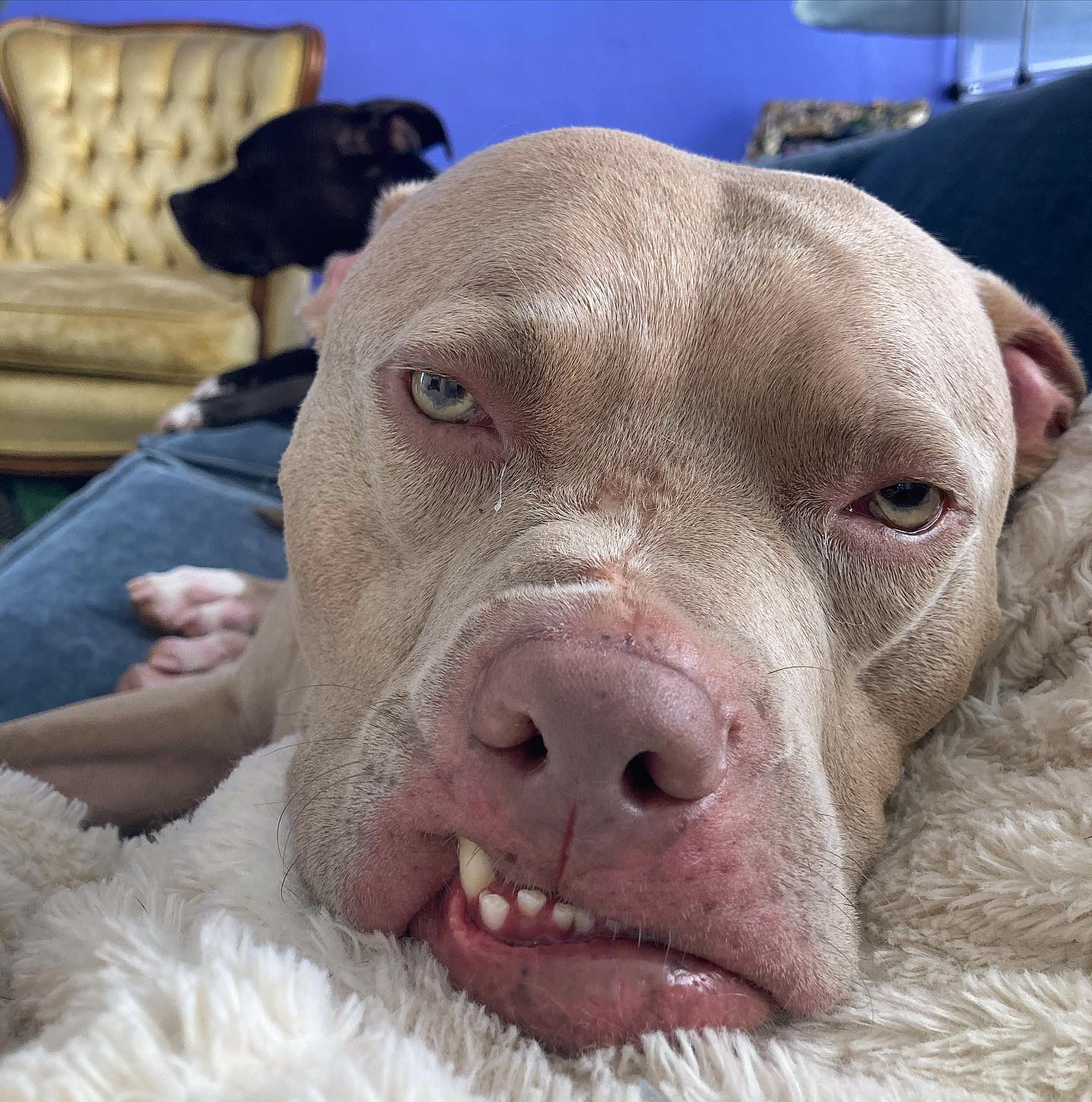dog with green eyes
