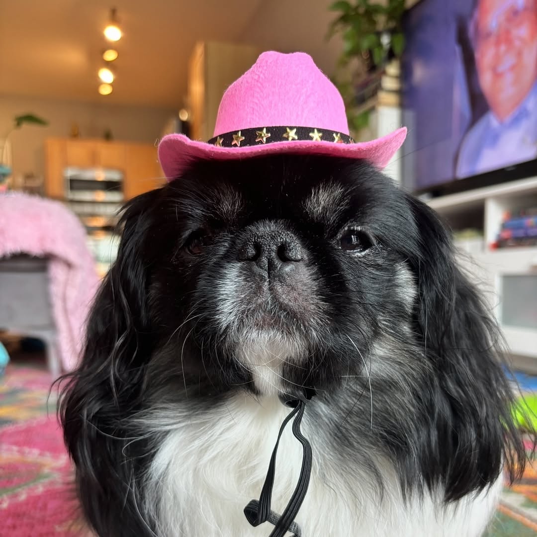 dog with hat
