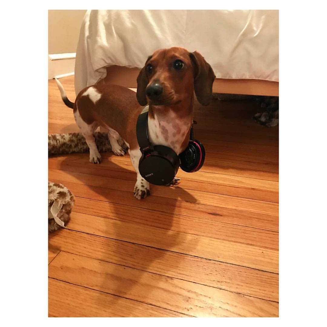 dog with headphones