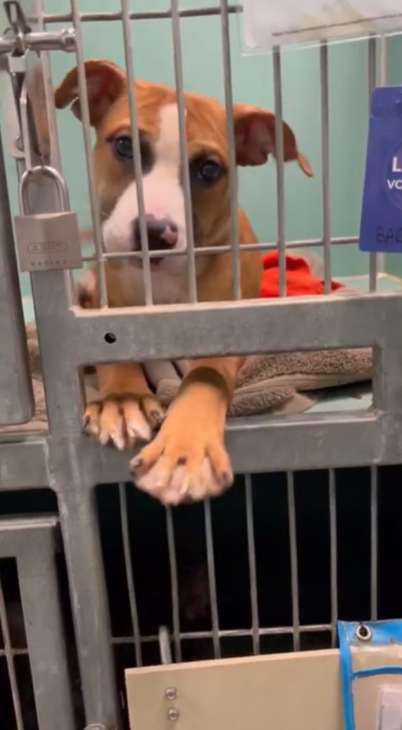dog with her paws out of kennel