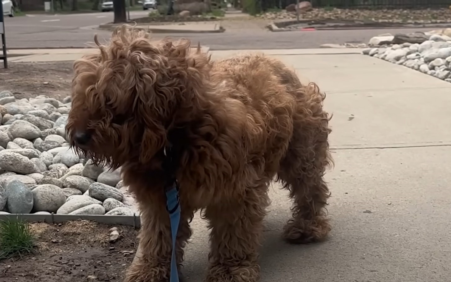 dog with long fur