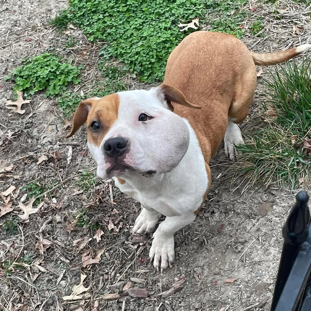 dog with medical emergency