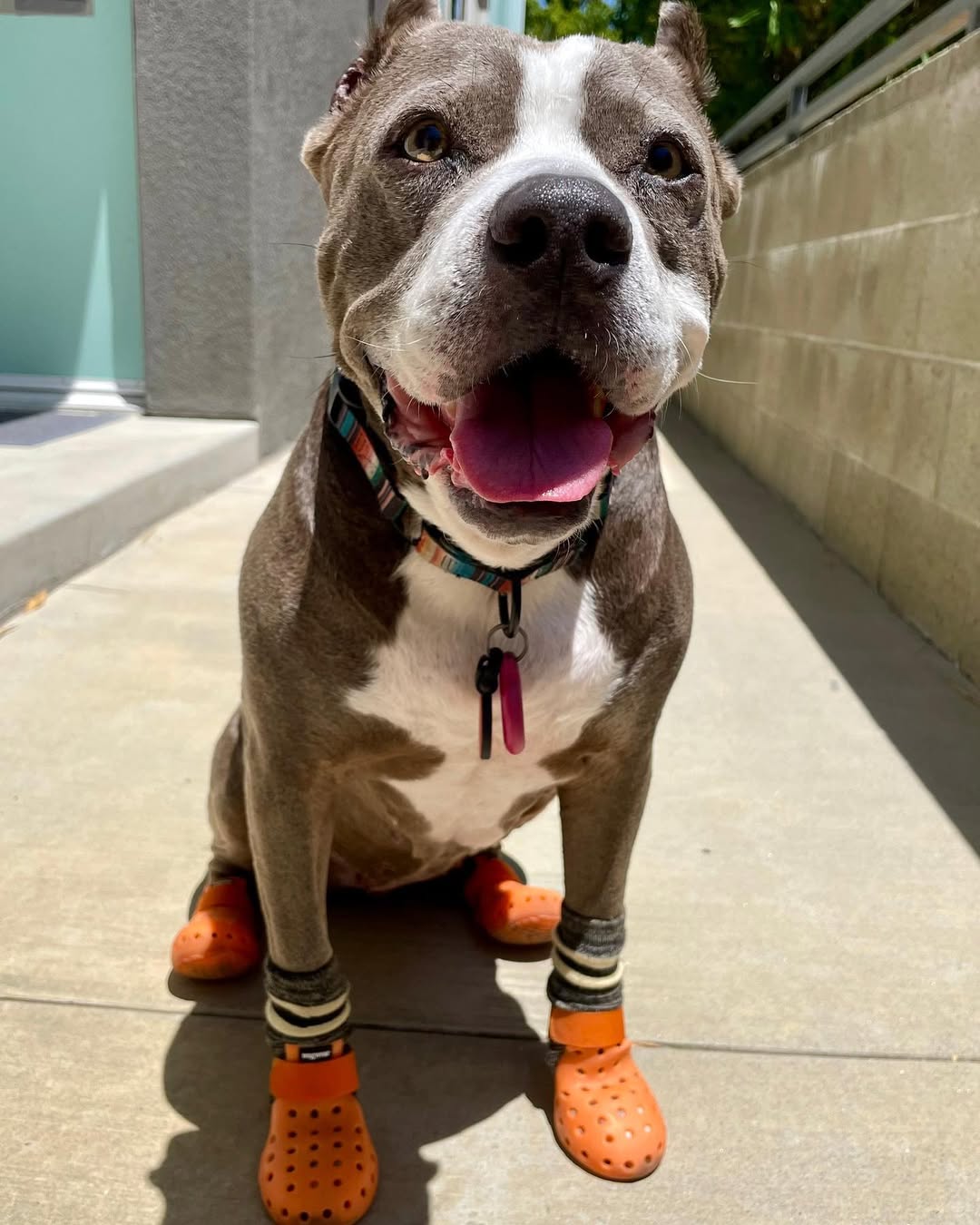 dog with orange boots