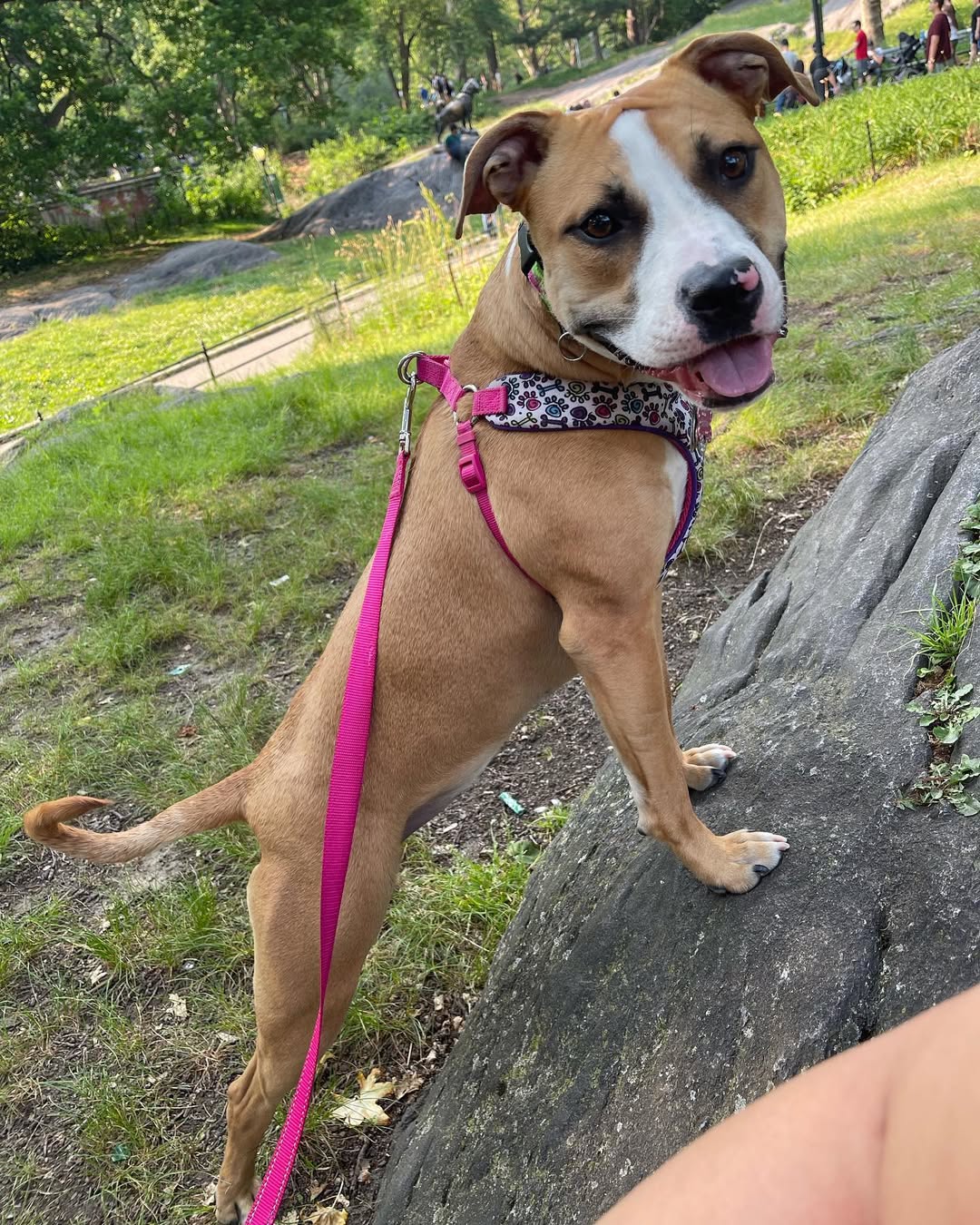 dog with pink leash