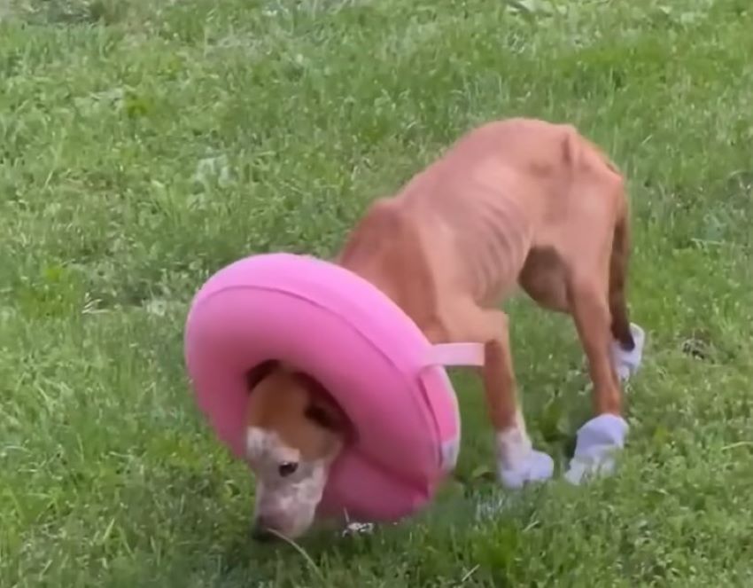 dog with pink pillow around its head