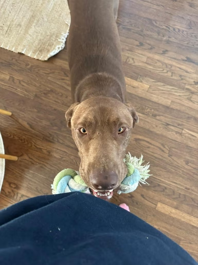 dog with rope toy in mouth