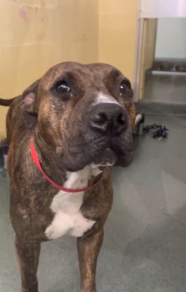 dog with sad face on